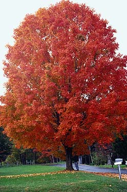 sugar maple in fall