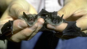 2 little brown bats, hand held