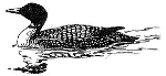 drawing of common loon