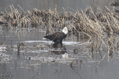 Bald Eagle at Rice City Pond